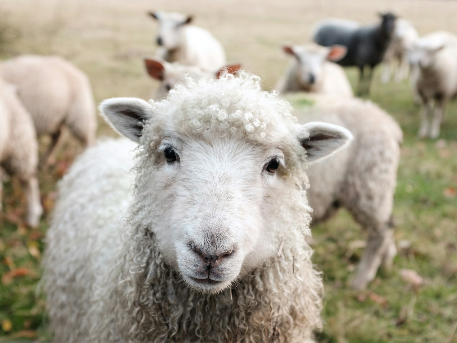Cómo la empatía puede salvar vidas animales
