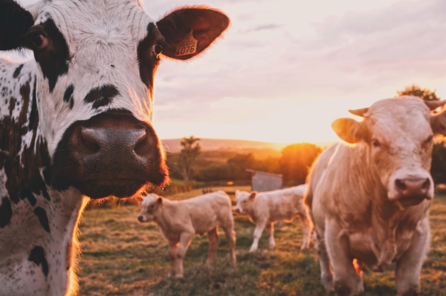 Proyectos que inspiran un cambio positivo en la naturaleza